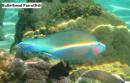 Bullethead parrotfish